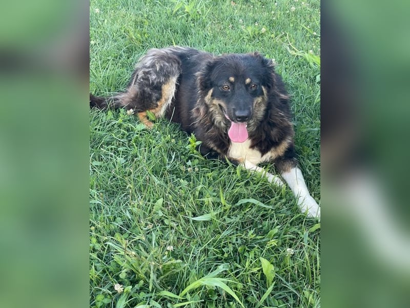 Nala - aufgeschlossene, freundliche junge Hündin aus Rumänien
