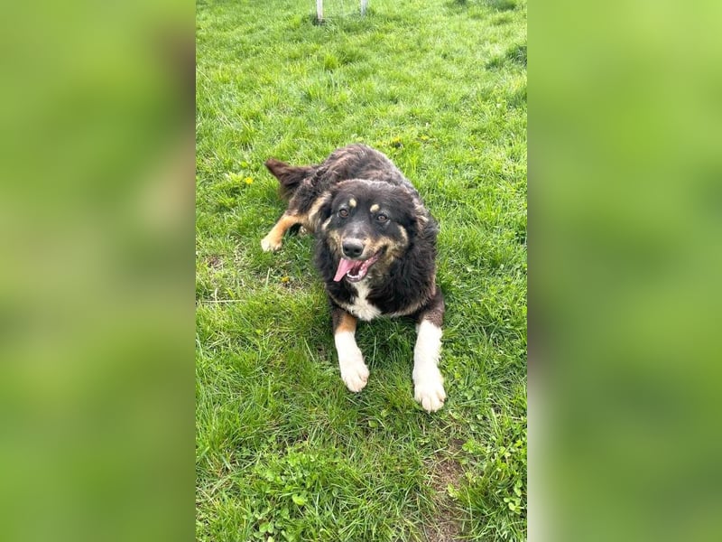 Nala - aufgeschlossene, freundliche junge Hündin aus Rumänien