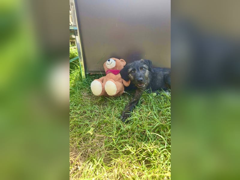 Monty - freundlicher, verspielter Welpe möchte endlich ankommen