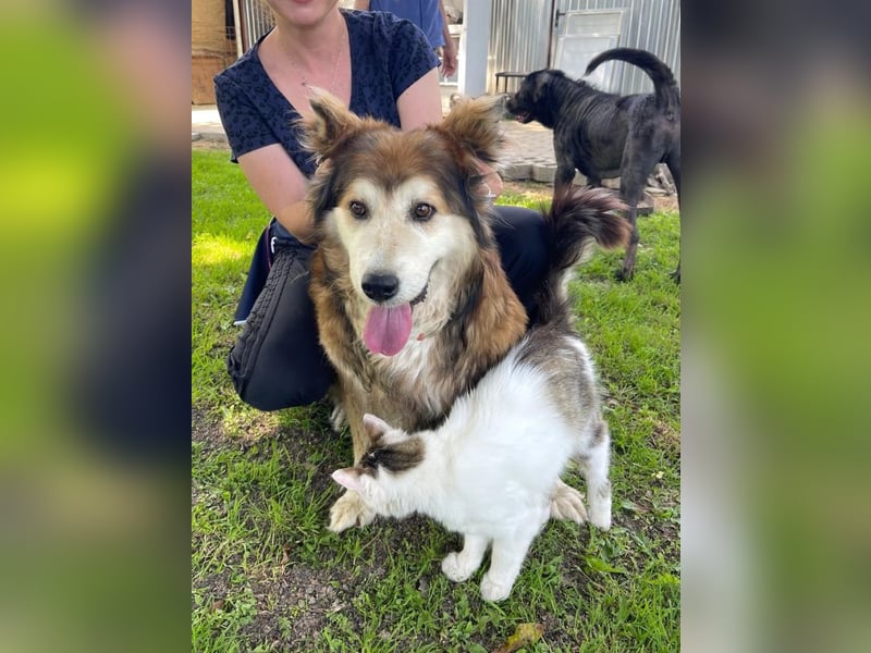 Nero - Bezaubernder Hunde-Opa sucht liebevolles Zuhause