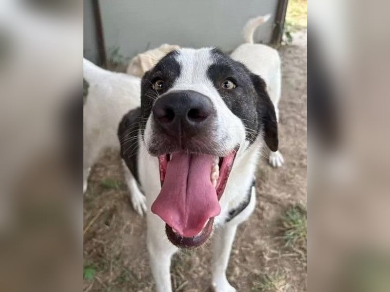 Hänsel - aktiver, lebhafter, verspielter Herdenschutzhund-Mix Rüde / z.Zt. noch in Rumänien