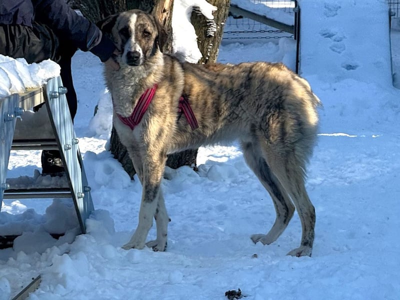 Pepe - sensibler, freundlicher, aktiver Rüde sucht Zuhause mit Garten