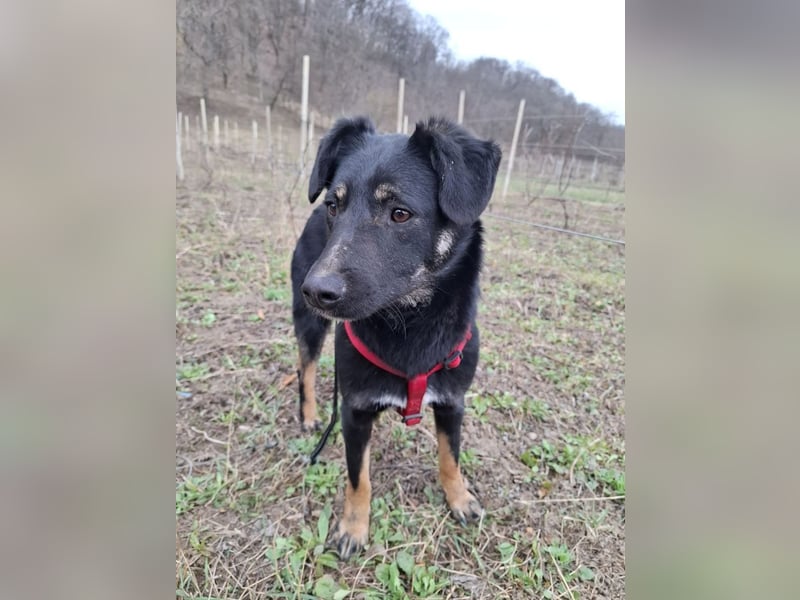 Cody – junger hübscher Teenie sucht seine Menschen