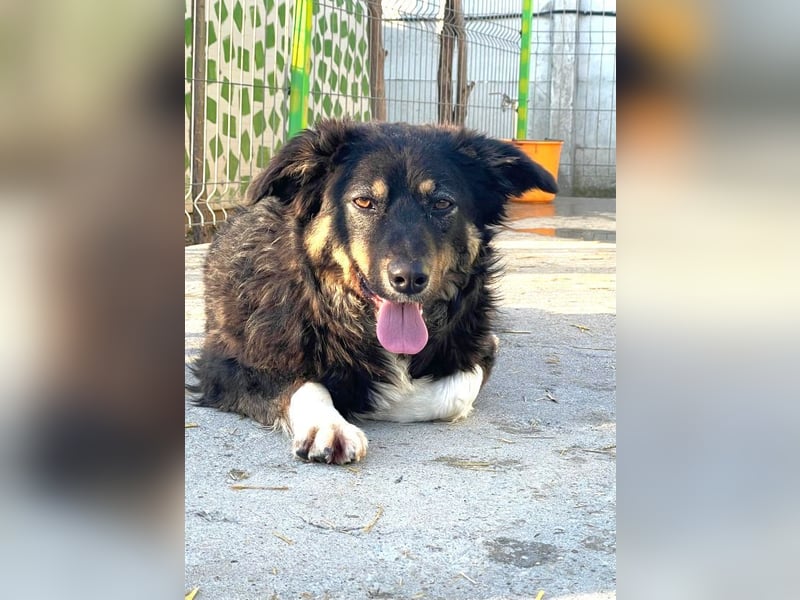 Nala - aufgeschlossene, freundliche junge Hündin aus Rumänien