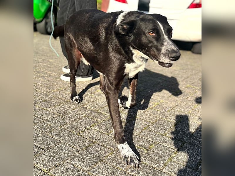 Boy - fröhlicher Rüde sucht ein neues Zuhause / auf PS in Detmold