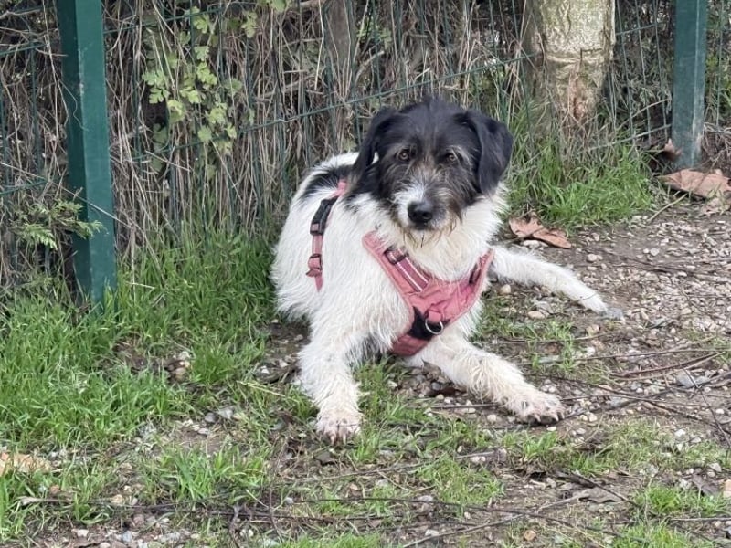 Buddy - freundlicher, zurückhaltender Rüde sucht ein Zuhause