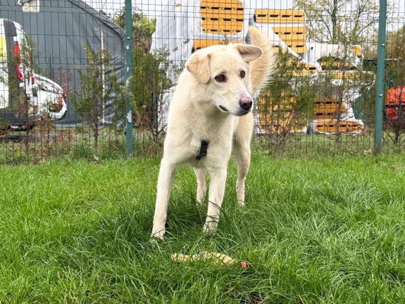 Rodolfo - lebhafter, freundlicher, sehr aktiver Rüde / z.Zt. noch in Rumänien