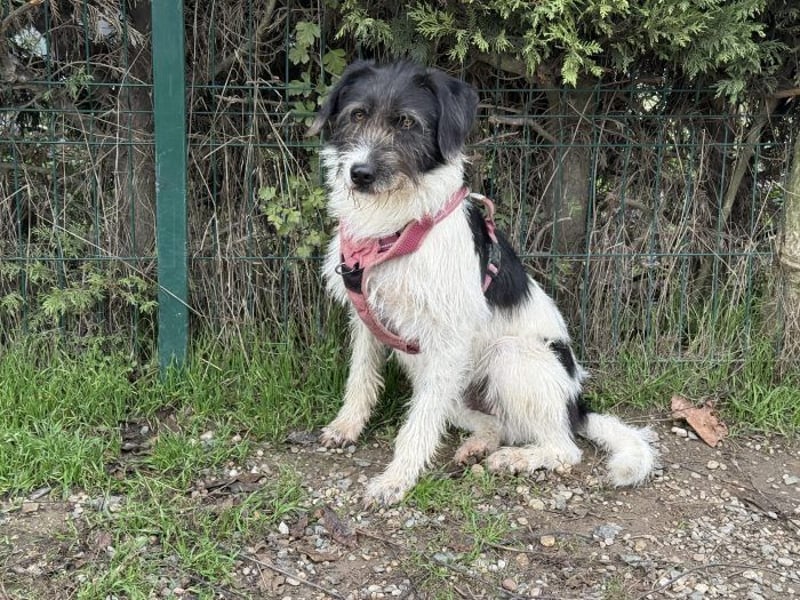 Buddy - freundlicher, zurückhaltender Rüde sucht ein Zuhause