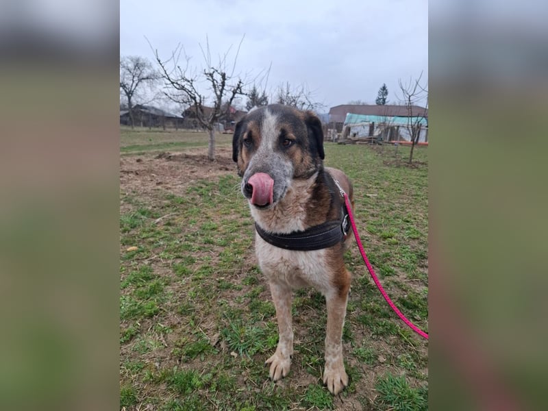 Anton - verspielter, freundlicher, katzenverträglicher junger Mischlingsrüde