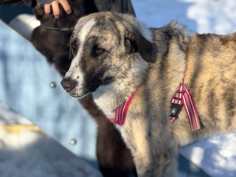 Pepe - sensibler, freundlicher, aktiver Rüde sucht Zuhause mit Garten