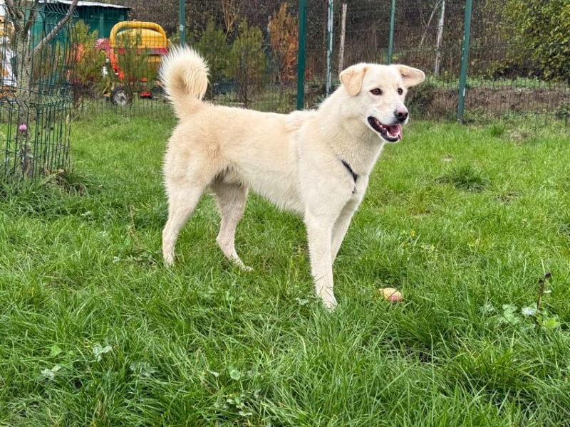 Rodolfo - lebhafter, freundlicher, sehr aktiver Rüde / z.Zt. noch in Rumänien