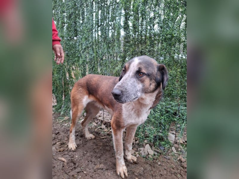 Anton - verspielter, freundlicher, katzenverträglicher junger Mischlingsrüde