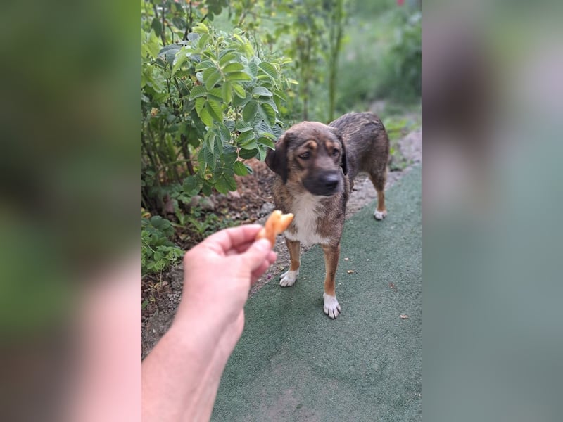 Magda - freundliche, liebe Hündin sucht Zuhause mit Garten