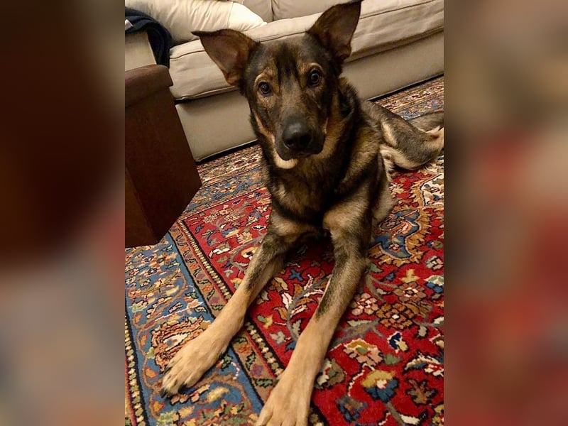 Teddy - aktiver, freundlicher Junghund sucht neues Zuhause