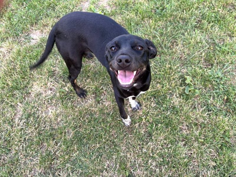 Rita - verspieltes, fröhliches Hundemädchen sucht ein Zuhause