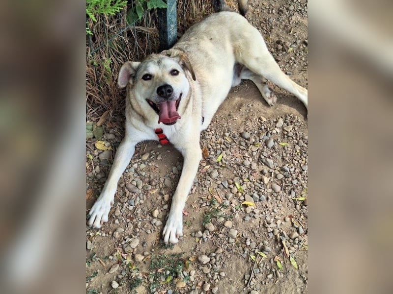 Lucius - sensibler, freundlicher, anhänglicher Rüde / z.Zt. noch in Rumänien