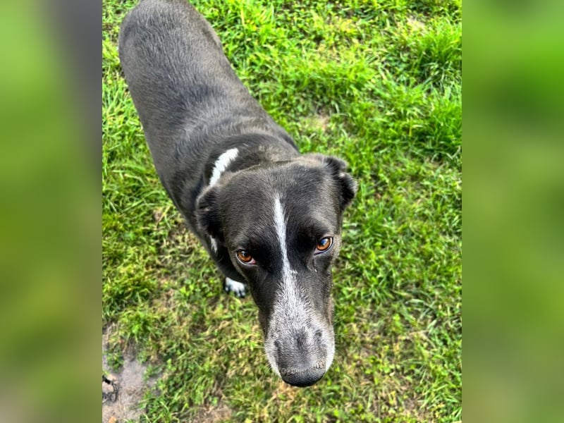 Boy - fröhlicher Rüde sucht ein neues Zuhause / auf PS in Detmold