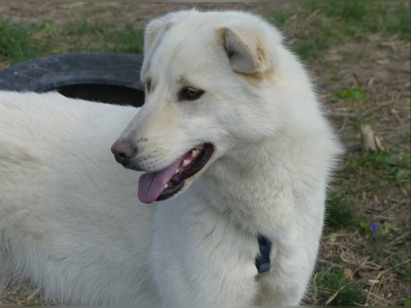 Rodolfo - lebhafter, freundlicher, sehr aktiver Rüde / z.Zt. noch in Rumänien