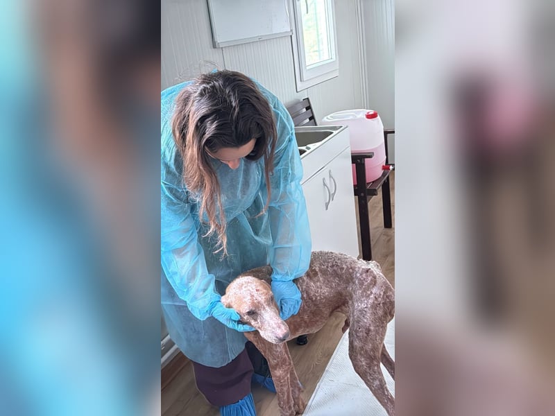 Bob - freundlicher, lieber Rüde sucht sein Happy End