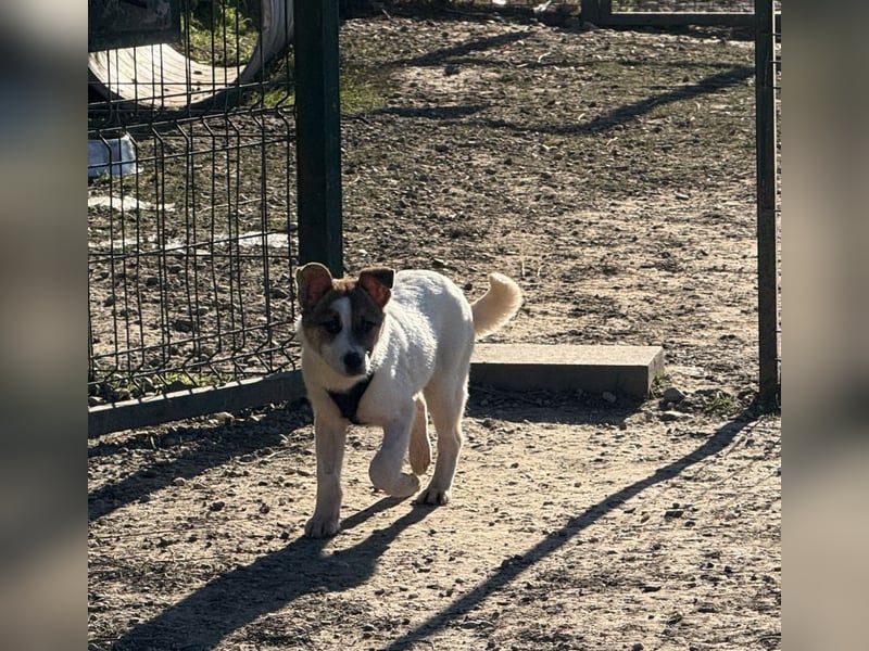 Daphne - liebe, anhängliche, 4 Monate alte Hündin sucht ein Zuhause