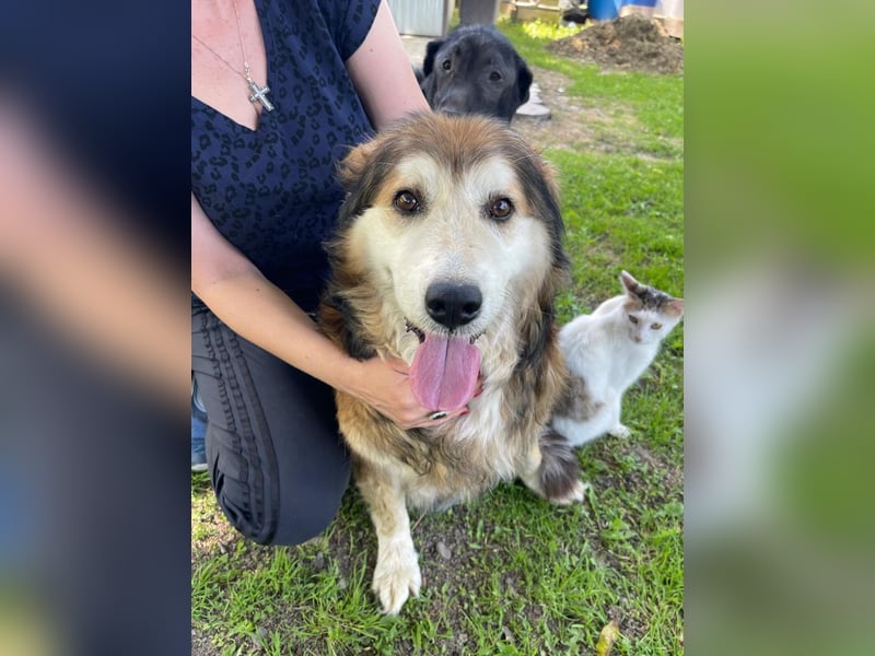 Nero - Bezaubernder Hunde-Opa sucht liebevolles Zuhause