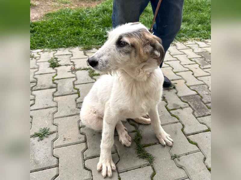 Anabell- freundliches, liebes Hunde-Mädchen