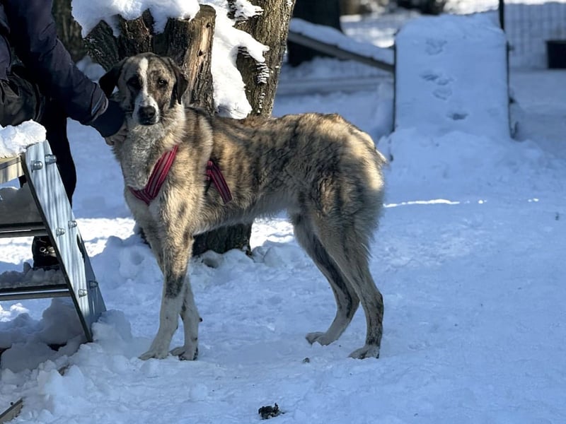 Pepe - sensibler, freundlicher, aktiver Rüde sucht Zuhause mit Garten
