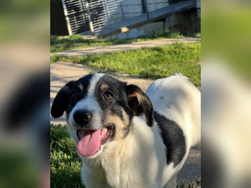 Juna - zurückhaltende,unsichere Herdenschutzhund-Mix Junghündin / z.Zt. noch in Rumänien