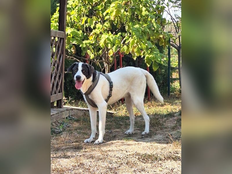 Hänsel - aktiver, lebhafter, verspielter Herdenschutzhund-Mix Rüde / z.Zt. noch in Rumänien