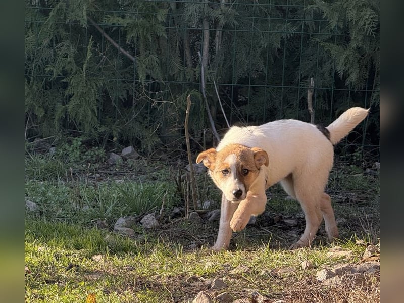Daphne - liebe, anhängliche, 4 Monate alte Hündin sucht ein Zuhause