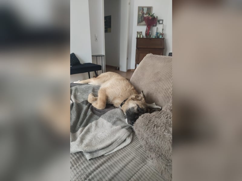 Oskar - aktiver, verspielter junger Rüde - in 21xxx Hamburg