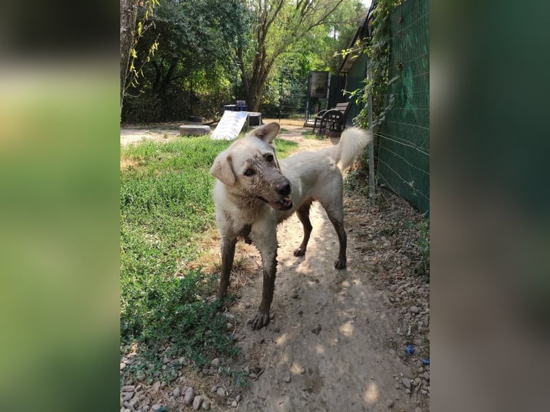 Rodolfo - lebhafter, freundlicher, sehr aktiver Rüde / z.Zt. noch in Rumänien