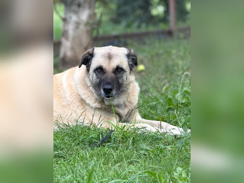 Jessica - freundliche Hündin sucht liebevolles Zuhause mit Garten