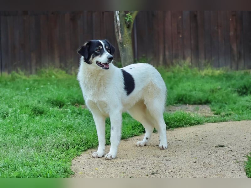 Juna - zurückhaltende,unsichere Herdenschutzhund-Mix Junghündin / z.Zt. noch in Rumänien