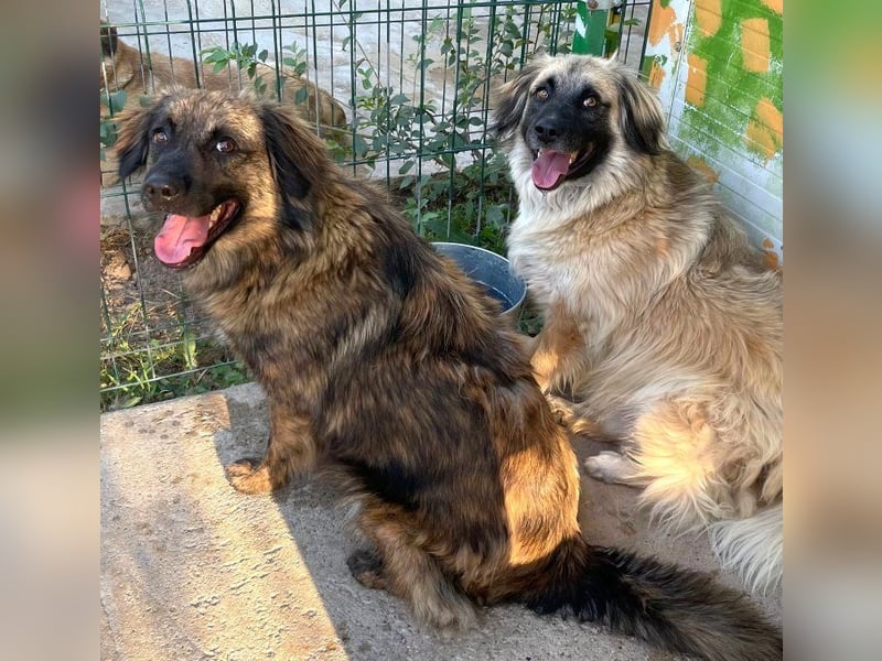 Grumpy - sanfter, lieber HSH-Mischling sucht Zuhause mit Garten