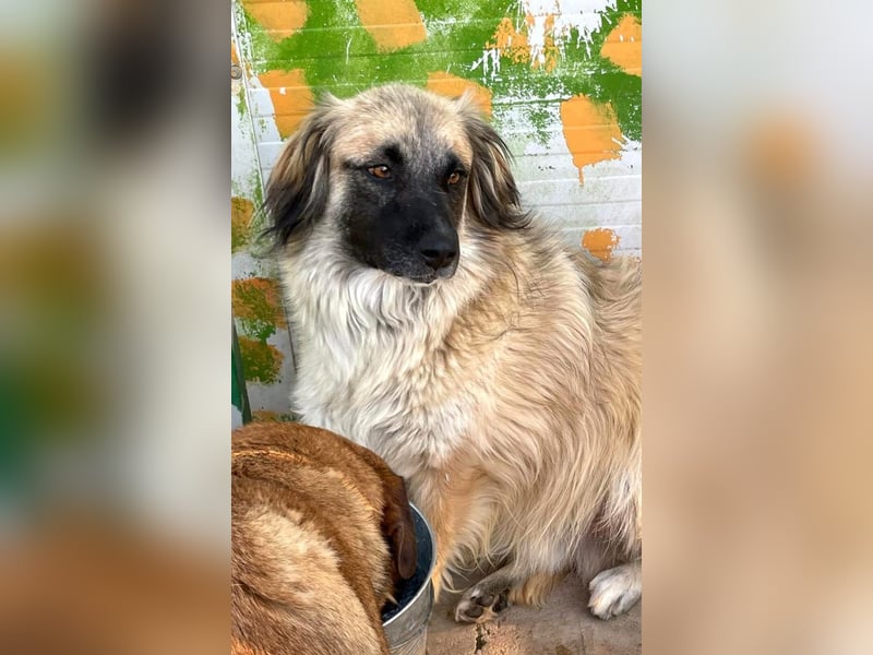 Bashful - lieber, sanfter HSH-Mischlings-Rüde aus Rumänien