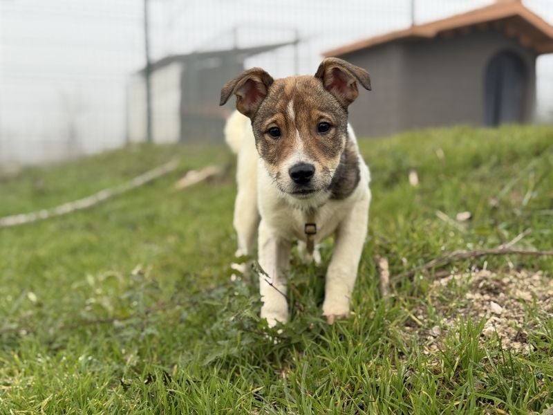 Shaggy - lieber, anhänglicher 4 Monate alter Rüde sucht ein Zuhause