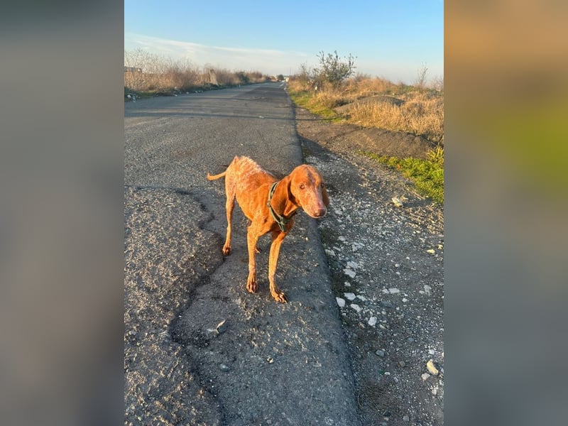 Bob - freundlicher, lieber Rüde sucht sein Happy End
