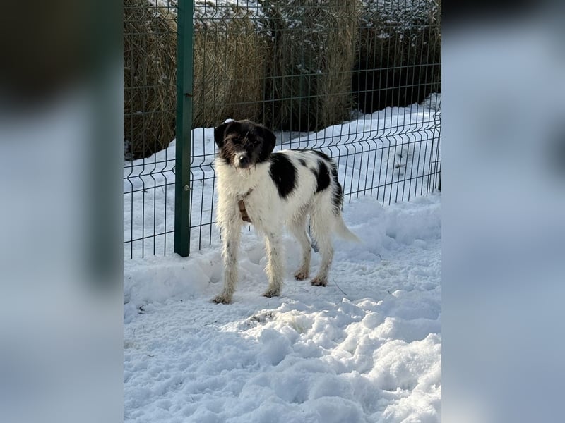 Buddy - freundlicher, zurückhaltender Rüde sucht ein Zuhause