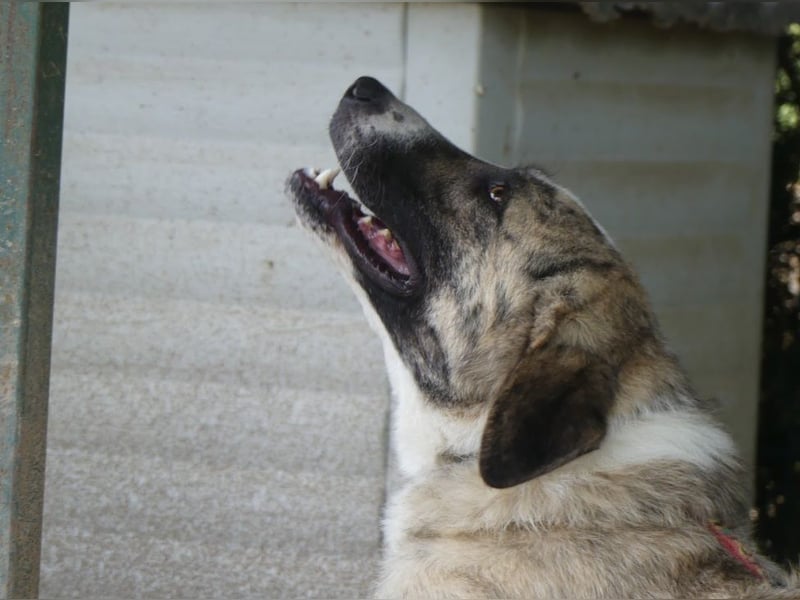 Pepe - sensibler, freundlicher, aktiver Rüde sucht Zuhause mit Garten