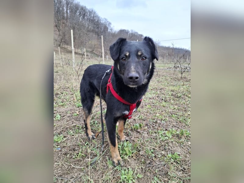 Cody – junger hübscher Teenie sucht seine Menschen