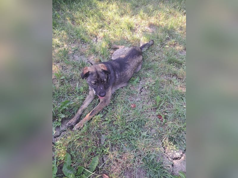 Mara - freundliche, liebe Hündin sucht ein Zuhause mit Garten