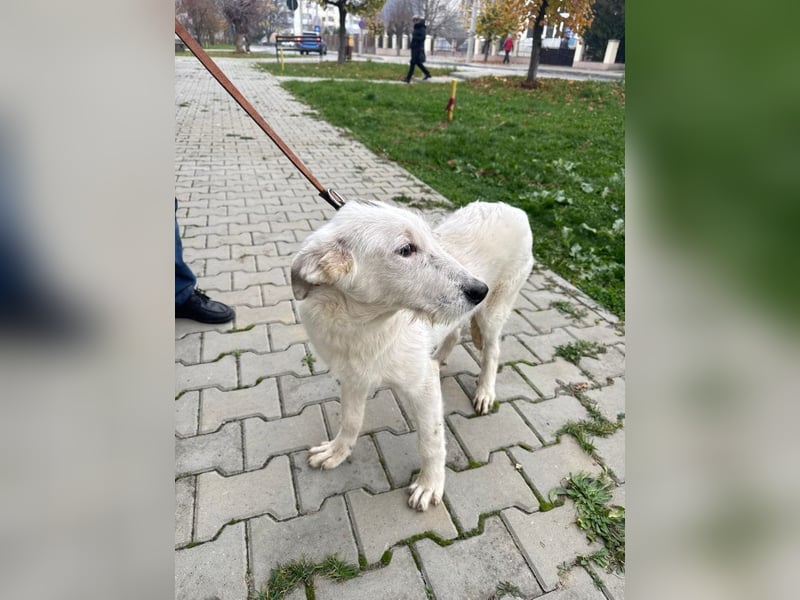 Anabell- freundliches, liebes Hunde-Mädchen