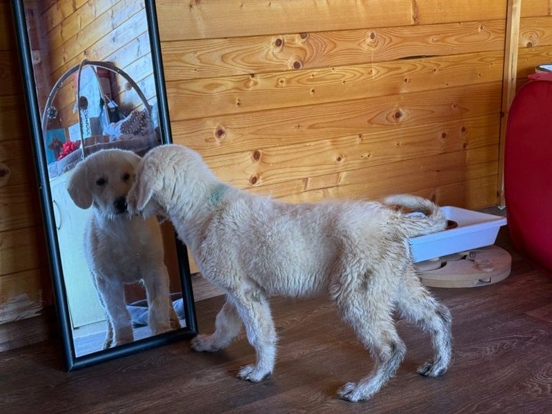 Marte - süßer Teddybär sucht sein großes Glück