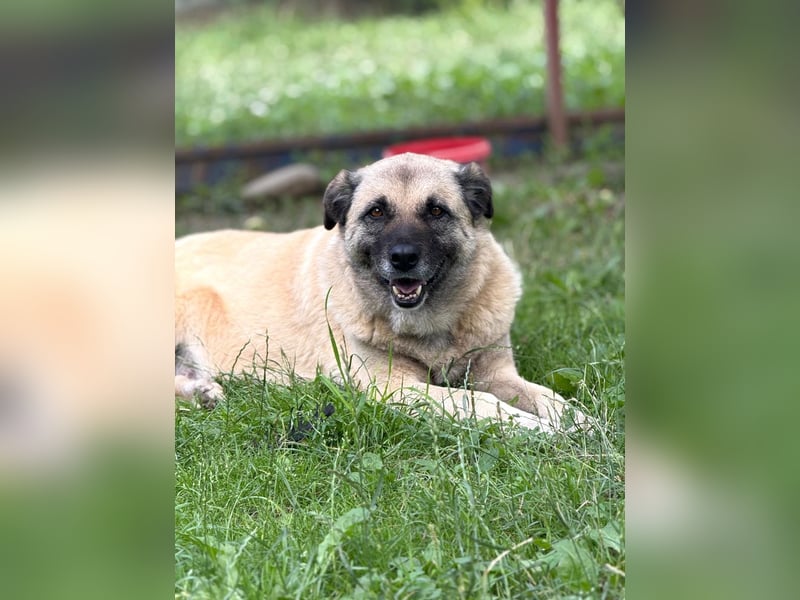 Jessica - freundliche Hündin sucht liebevolles Zuhause mit Garten