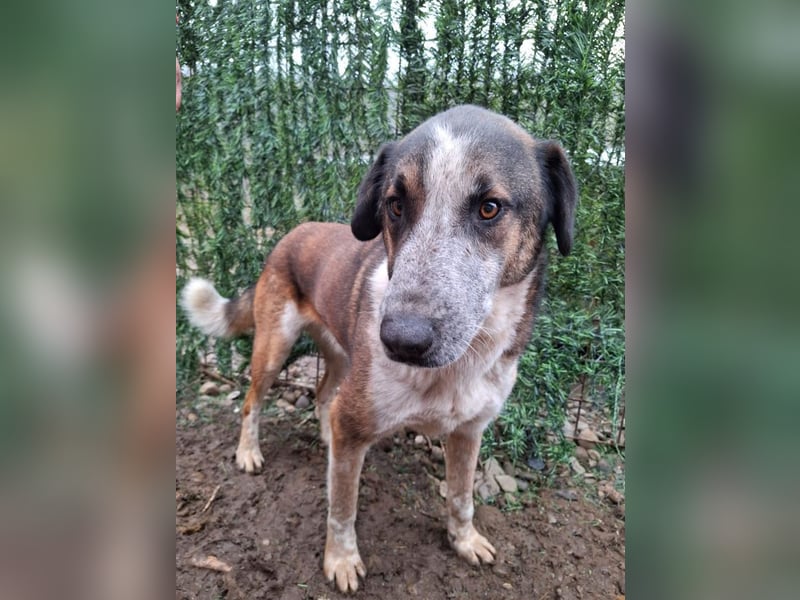 Anton - verspielter, freundlicher, katzenverträglicher junger Mischlingsrüde