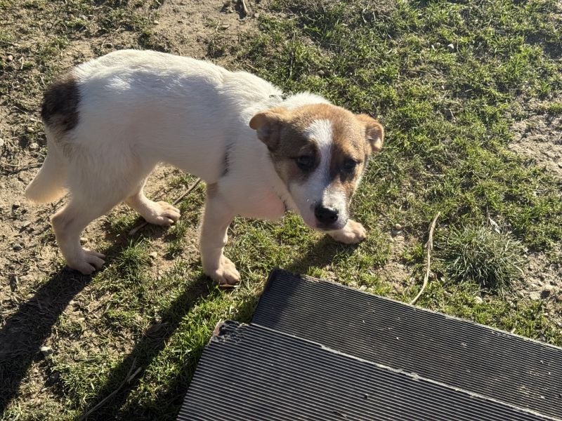 Daphne - liebe, anhängliche, 4 Monate alte Hündin sucht ein Zuhause