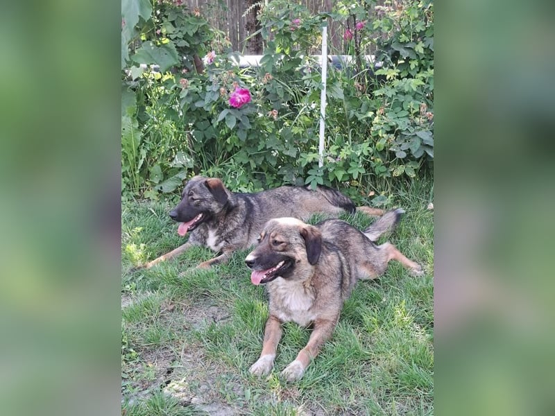 Magda - freundliche, liebe Hündin sucht Zuhause mit Garten