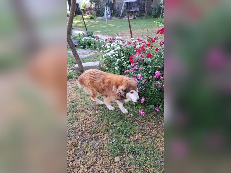 Nero - Bezaubernder Hunde-Opa sucht liebevolles Zuhause