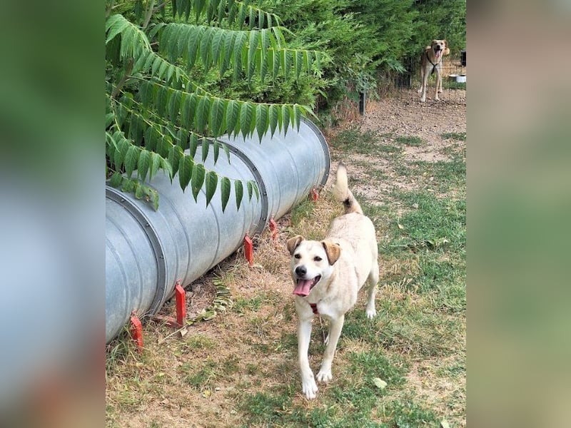 Lucius - sensibler, freundlicher, anhänglicher Rüde / z.Zt. noch in Rumänien